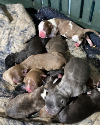 Cuccioli Amstaff x Pitbull