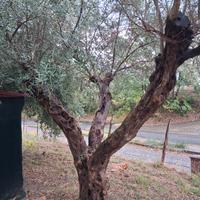 piante ulivo secolari