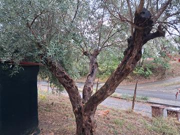 piante ulivo secolari