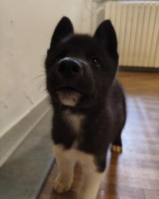 Cuccioli Siberian Husky Pedigree