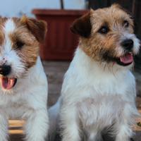 Jack Russell maschio per monta