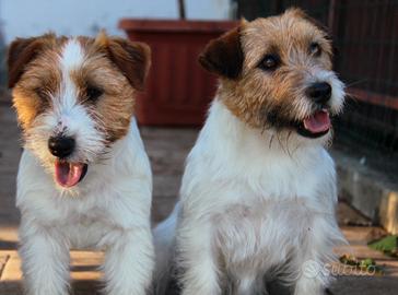 Jack Russell maschio per monta