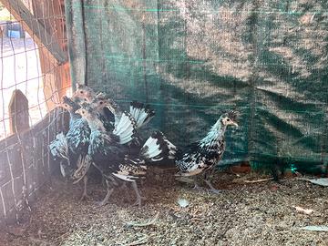 2 galletti e sei femmine Appenzeller