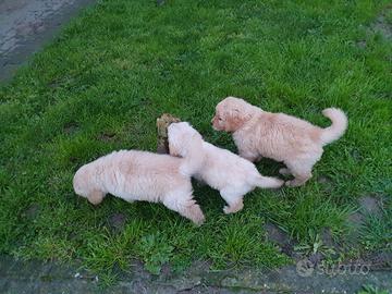 Disponibili cuccioli di Golden retriever con Pedig