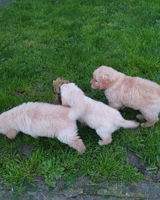 Disponibili cuccioli di Golden retriever con Pedig