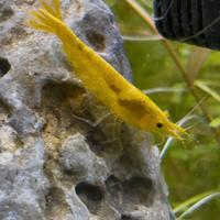 Neocaridine Gialle