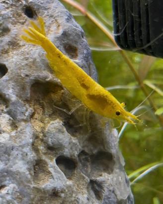 Neocaridine Gialle