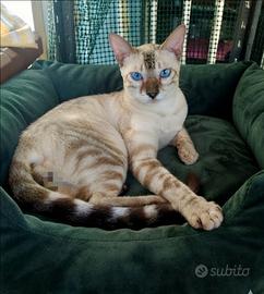 Gatto Bengala Snow Lynx