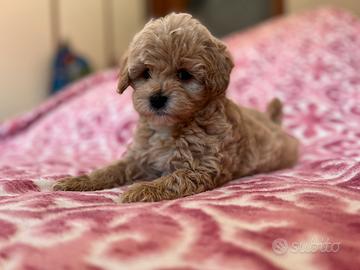 Maltipoo mini