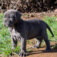 Cuccioli di Mastino Napoletano