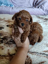 Barboncino Toy con pedigree ENCI