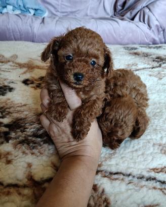 Barboncino Toy con pedigree ENCI