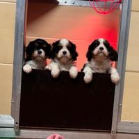 Cuccioli di Cavalier King Charles Spaniel