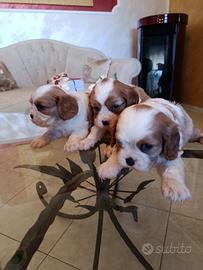 Cavalier King