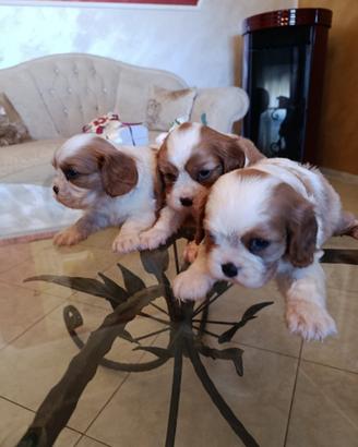 Cavalier King