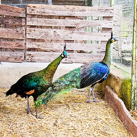 Pavone specifero anno 2024