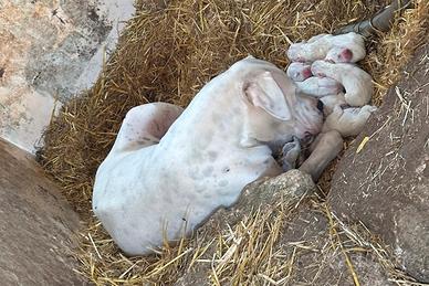 Cuccioli di dogo argentino