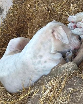 Cuccioli di dogo argentino