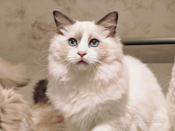 Ragdoll cuccioli