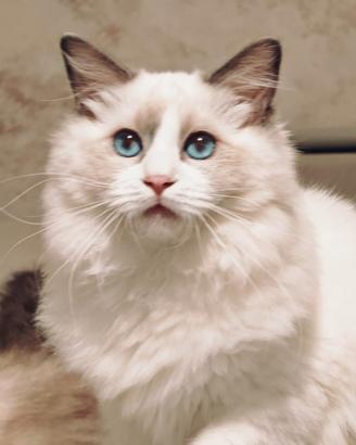 Ragdoll cuccioli