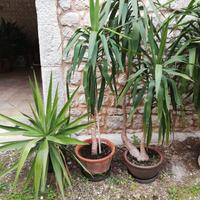 Pianta "tronchetto della felicità"