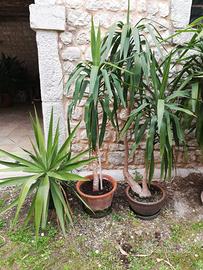 Pianta "tronchetto della felicità"