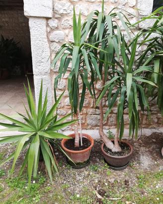 Pianta "tronchetto della felicità"