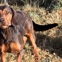 Dachsbracke da caccia