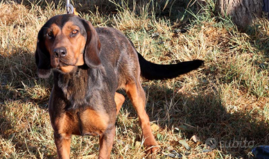 Dachsbracke da caccia