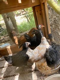Galline ornamentali