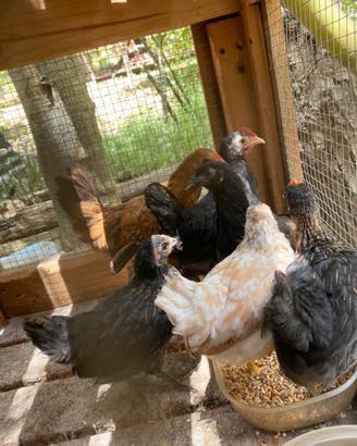 Galline ornamentali