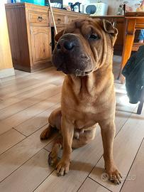 Disponibile Shar-Pei maschio per monta