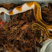 Serpente Pitoni reali