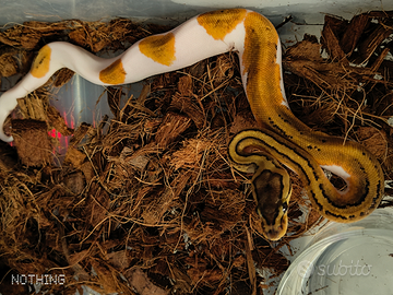 Serpente Pitoni reali