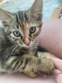 Regalasi gatti