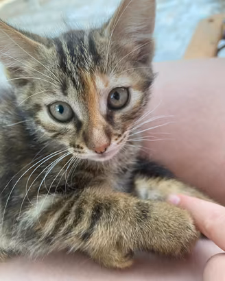 Regalasi gatti