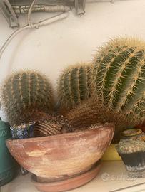 cactus enormi piu di 30anni