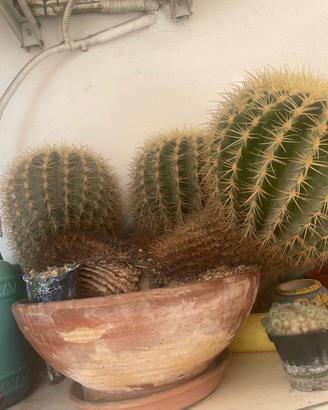 cactus enormi piu di 30anni