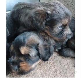 Cuccioli di Pastore Bergamasco 