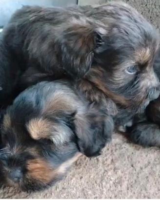 Cuccioli di Pastore Bergamasco 