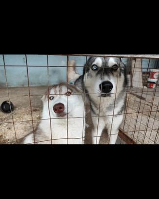 Cuccioli hasky