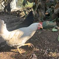 Galline ovaiole bianche e rosse