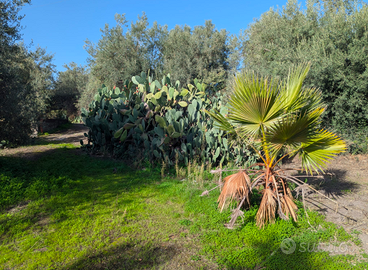 Terreno 108.000 mq etnapolis