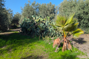 Terreno 108.000 mq etnapolis