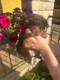 Femmina di Yorkshire mini