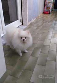 Si prenotano cuccioli di spitz pomerania
