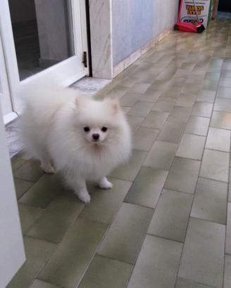Si prenotano cuccioli di spitz pomerania
