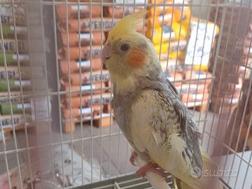 Calopsita pappagallo allevata a mano