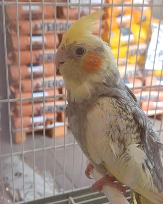 Calopsita pappagallo allevata a mano