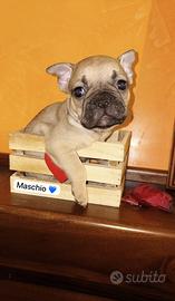 Bouldog francese